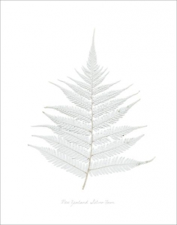 Flora Print “New Zealand Silver Fern”