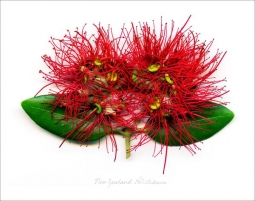 Flora Print “New Zealand Pohutukawa”
