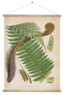 NZ Botanical Poster - Fern Wall Chart