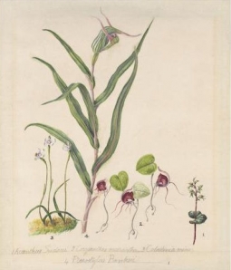 NZ Pixie Cap Orchids Botanical Print
