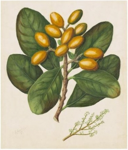 Karaka Botanical Print