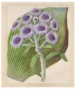 Antarctic Daisy Botanical Print