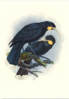 Huia from History of the Birds of NZ by John Keulemans