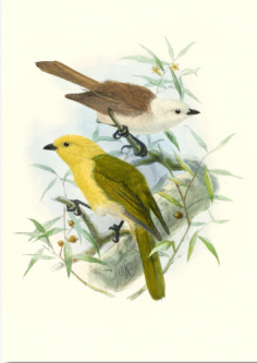 Yellowhead (Mohua) from Buller’s Birds of NZ