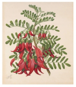Vintage Kakabeak Botanical Illustration by Sarah Featon