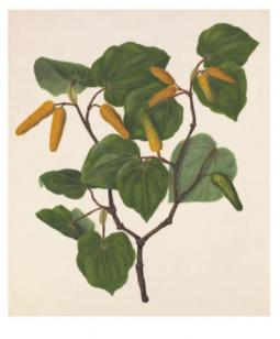 Kawakawa Botanical Print by Sarah Featon