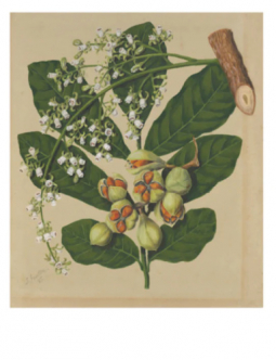 Kohekohe Botanical Print by Sarah Featon