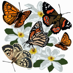 New Zealand Butterflies Print by Ira Mitchell