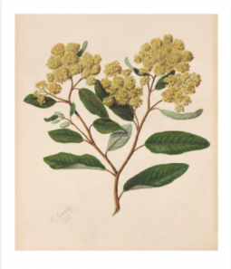 Kumarahou Botanical Print by Sarah Featon