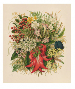 Wild NZ Flowers & Berries Botanical Print