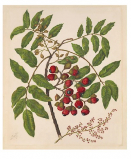 Titoki Vintage Botanical Print by Sarah Featon