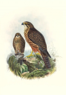 New Zealand Falcon [Karearea] Art Print