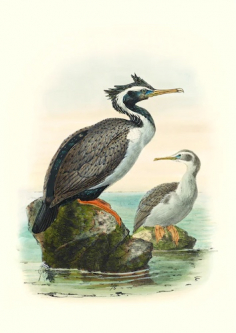 Spotted Shag by John Keulemans