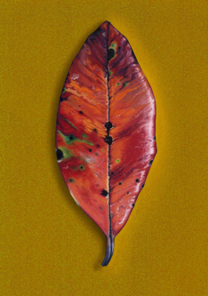 Passing On [Pohutukawa Leaf] by Lester Hall