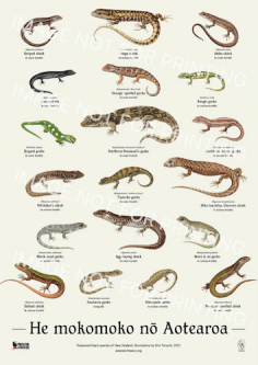 Lizards [mokomoko] of New Zealand Poster