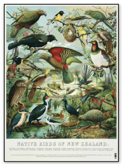 Framed Native Birds of NZ Print