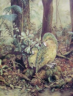 Kakapo & Chick by Jeanette Blackburn