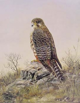 New Zealand Falcon by Jeanette Blackburn