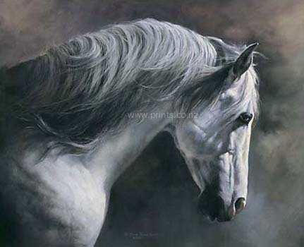 Conquistador by Julie Greig for Sale - New Zealand Art Prints