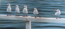 Seagulls Print by Maryanne Thomsen