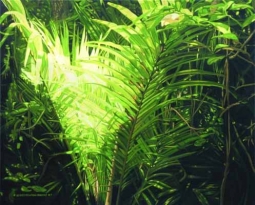 Sunlit Palm by Kerry Fenton-Johns
