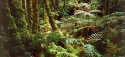 Fiordland National Park Forest Interior by Andris Apse