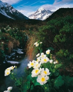 Mount Cook Buttercups by Rob Brown