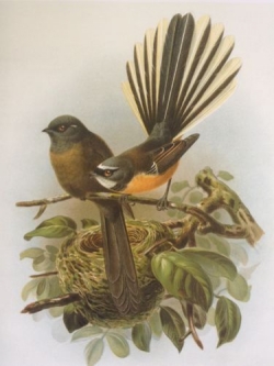 Black and pied fantails (piwakawaka) from Buller's Birds