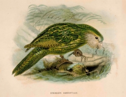Kakapo or Owl Parrot from Buller's Birds of NZ