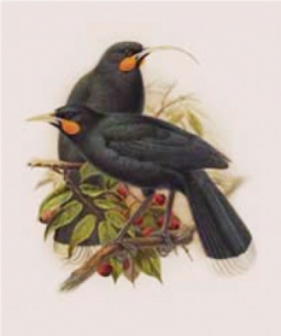Huia birds, male and female by John Keulemans