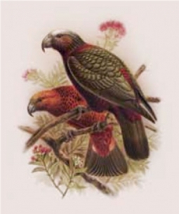 Kaka from Buller's Birds of NZ