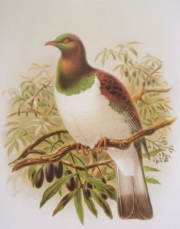 Kereru, the New Zealand wood pigeon by John Keulemans