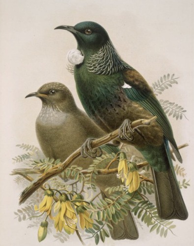 Tui from Buller's Birds by John Keulemans: New Zealand Fine Prints