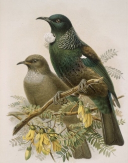 Tui from Buller's Birds by John Keulemans