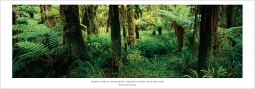 Photography Poster "Serene Forest, Kahurangi National Park"