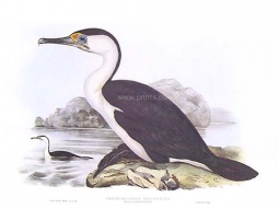 Pied Cormorant [NZ Shag] by John Gould