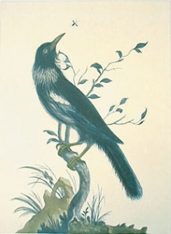 Poa [Tui] from Cook's Voyages by Robert Laurie