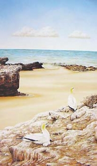 Gannets, Cape Kidnappers by Megan Lee-Richards